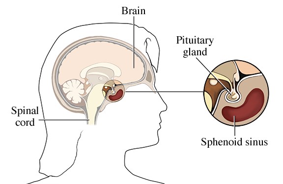 Pituitary Gland Diagram